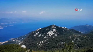 'Ayı Gülleri' açmaya başladı.