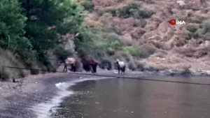 Yılkı atları Marmaris koylarını mesken tuttu