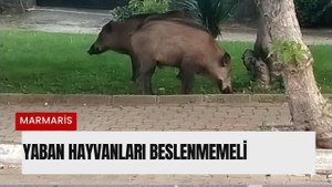 YABAN HAYVANLARI BESLENMEMELİ 