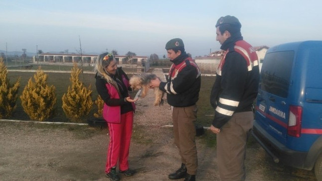 Çalınan köpekleri jandarma buldu
