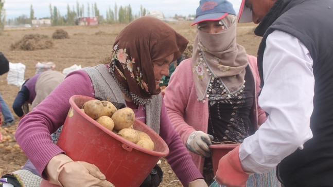 ’Kadın Elinde Yerli Patates’ projesinde hasat yapıldı