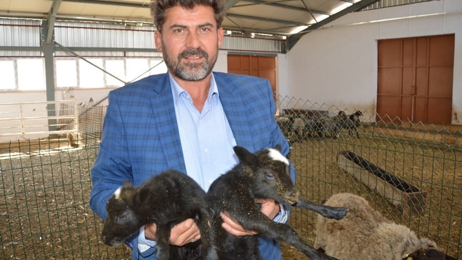 Ukrayna’dan getirdiği koyunlar yılda 8 yavru veriyor
