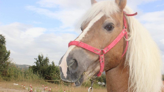 İhaleye çıkan at ve köpek satıldı