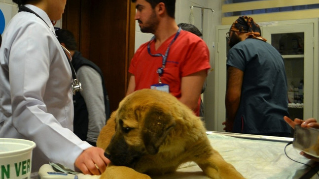 Kurtarılan “Kuyu” isimli köpek tedavi için hayvan hastanesine gönderildi
