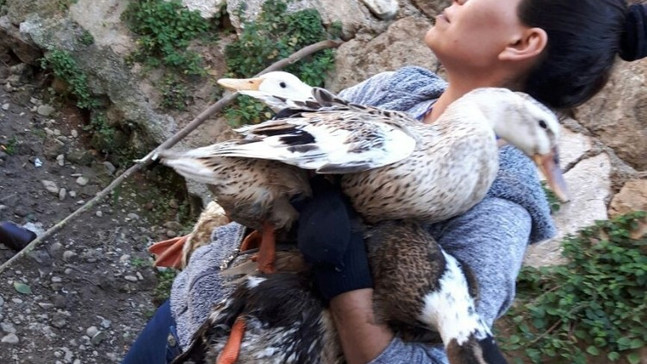 Antalya’da mahsur kalan ördek seferberliği
