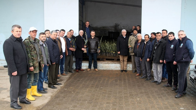 Marmarabirlik domat zeytin fidanı dağıtımına başlıyor
