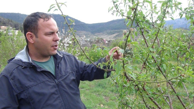 Yılın ilk çağla hasadı Silifke’de yapıldı
