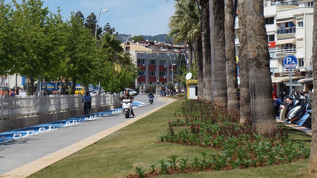 Zeytin ağaçları Kordon Caddesi'nde