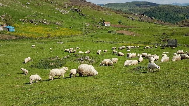 Koyunlar yaylalara ulaştı
