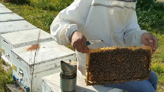 Aşırı sıcaklara karşı arıları koruyun