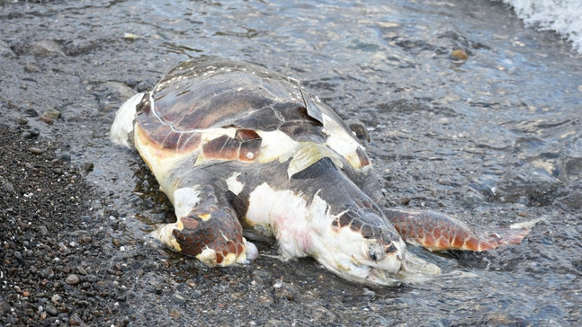 Sahile  ölü caretta caretta vurdu