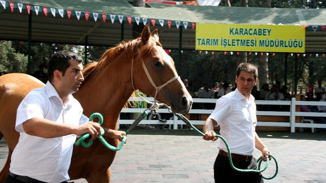 Yarış tayları ev fiyatına alıcı buldu