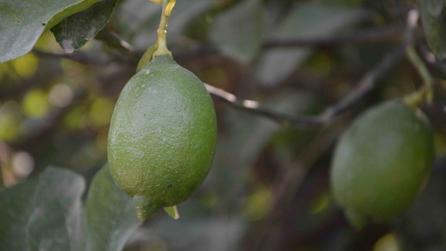 Dalaman’da limon ihalesi