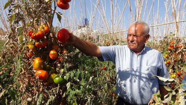 Domates üreticisi maliyetini bile kurtaramadı