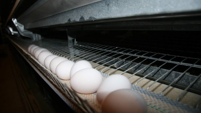 (Özel Haber) Okulların açılması ile yumurta fiyatlarının artması bekleniyor
