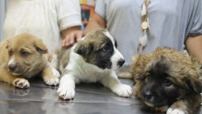 Yavru köpeklere işkence yapan askere soruşturma