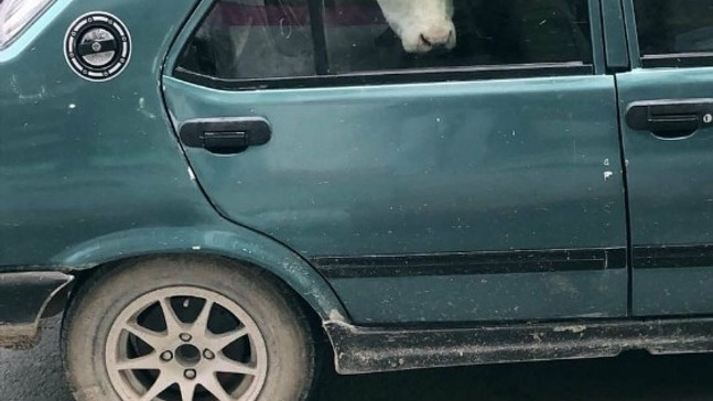 Otomobilin arka koltuğuna inek yavrusu bindirdi
