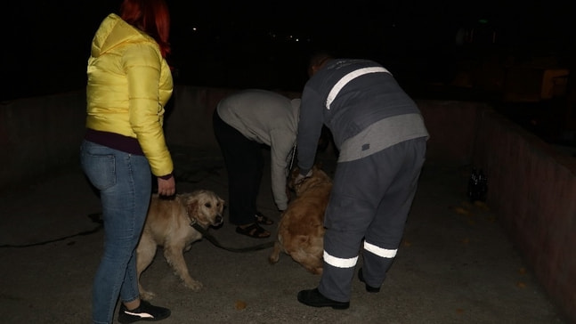 Köpeklerini kemerle döven şahıs gözaltına alındı
