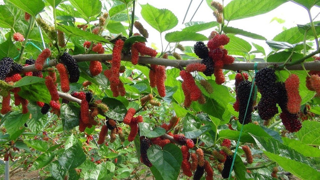 Mersin’de yılın ilk karadut hasadı başladı