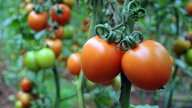Rusya’nın domates ithalatındaki kısıtlaması Türk ihracatçısını mağdur ediyor
