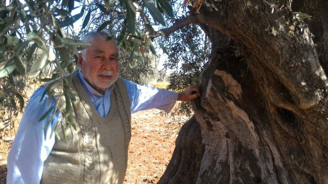 Zeytin ağaçları yüz yıllarca meyve verebiliyor
