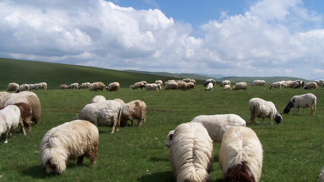 Ordu’da hayvancılık canlandı
