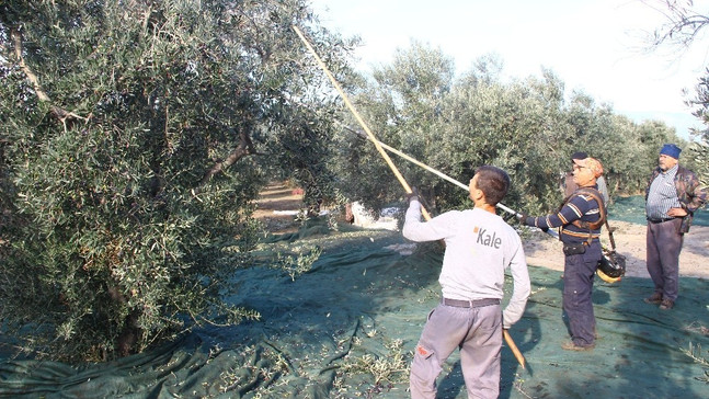 Şehre göç ve miras zeytin üretimini olumsuz etkiliyor
