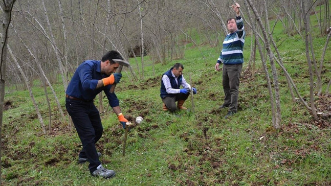 Örnek bahçelerde fındık verimi artıyor
