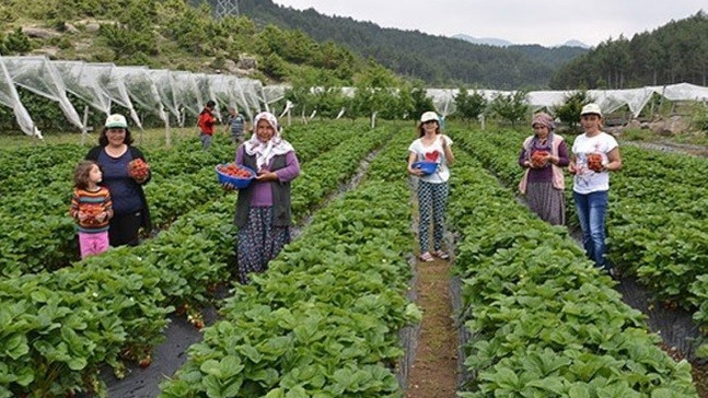 Bursa’da çiftçiye 3 milyon adet çilek fidesi
