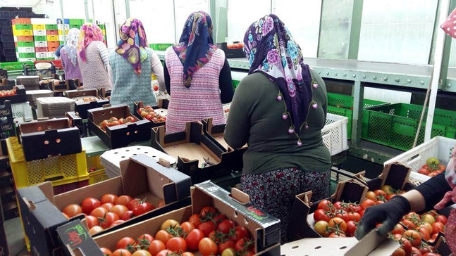 Manisa’dan Rusya’ya domates ihracatı başladı
