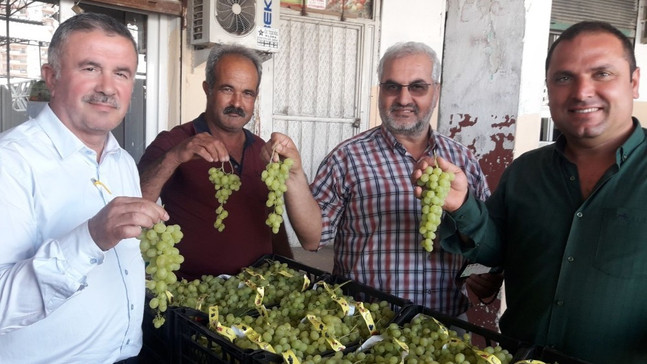 Mersin’de üzüm hasadı
