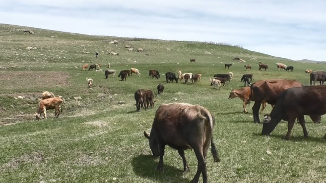 60 bin liraya çoban bulamıyorlar