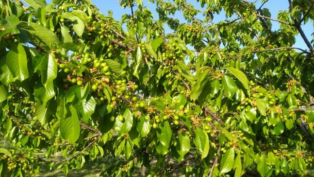 Selendili kiraz üreticileri sezondan umutlu
