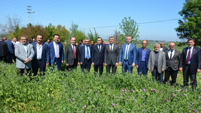 19 Mayıs’ta Yem Bezelyesi Tarla Günü
