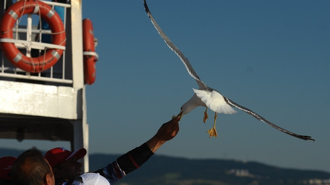 Çanakkale’nin insan dostu martıları
