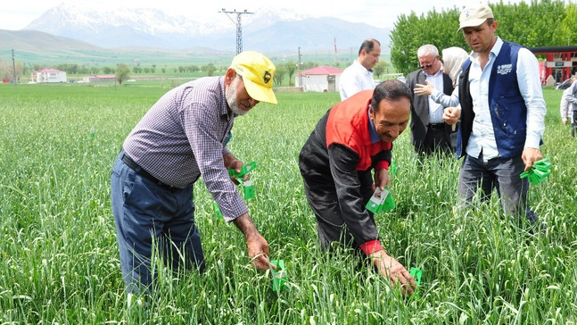 Süneyle mücadele için 160 bin faydalı böcek doğaya salındı
