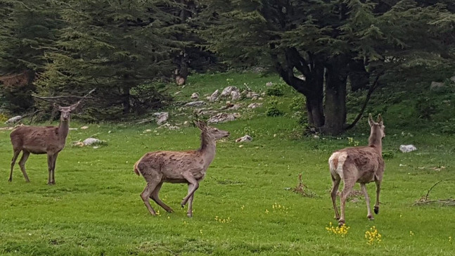 Kahramanmaraş’ta ala geyikler doğaya bırakıldı
