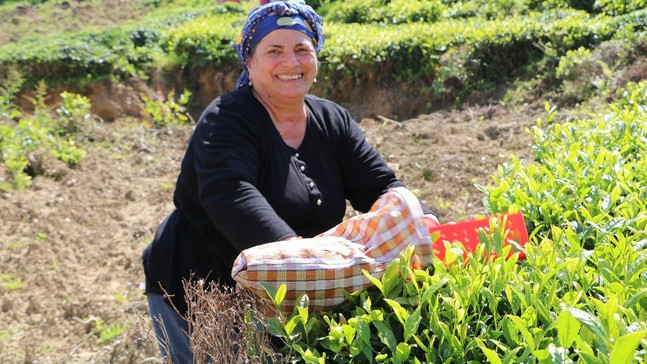 Çay alım sezonu açıldı, üreticiler çaylığa girmeye başladı
