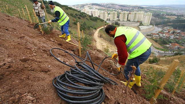 Kocaeli’de susuz ağaç kalmayacak
