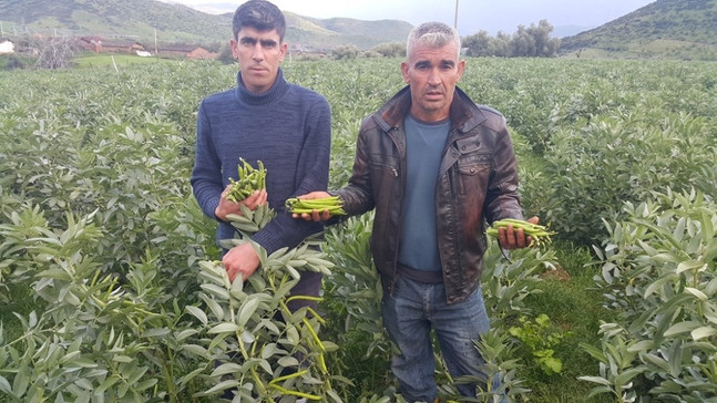 Bezelye üreticisi düşük fiyatlardan dertli
