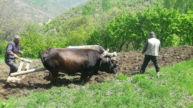 Çiftçinin vazgeçilmezi ‘Karasaban’
