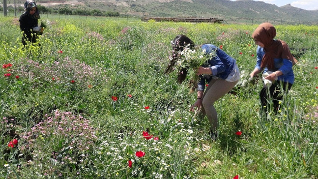 Gercüş’te vatandaşlar şifa için papatya topluyor
