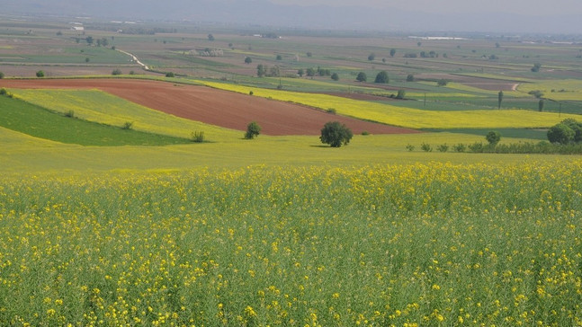 Kanola dalga dalga yayılıyor
