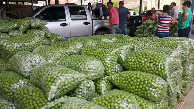 Erik piyasası 3,5 lira ile açıldı
