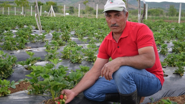 Dodurga’da çilek hasadı başladı
