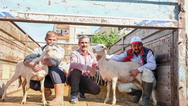 Gördesli çiftçilere küçükbaş hayvan desteği
