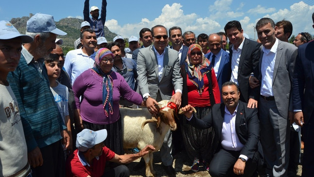 Kozan’da küçükbaş hayvan yetiştiricilerine damızlık koç dağıtıldı
