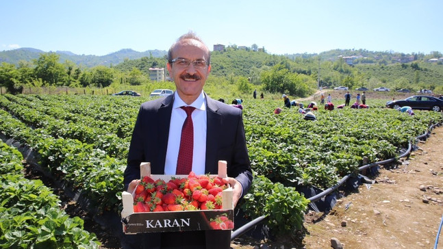 Ordu’da bin ton çilek rekoltesi bekleniyor
