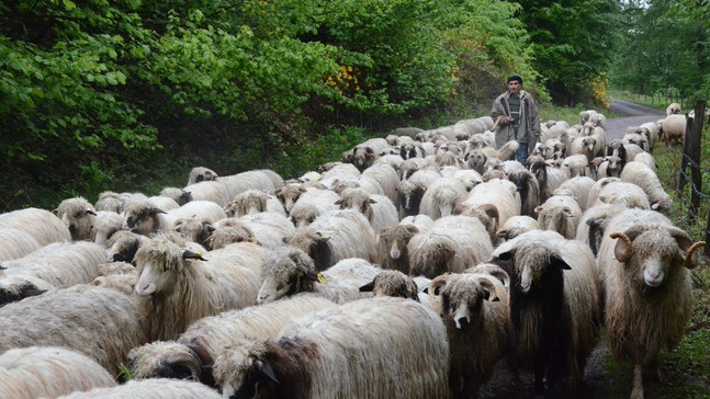 Doğu Karadeniz’de yayla göçü sürüyor