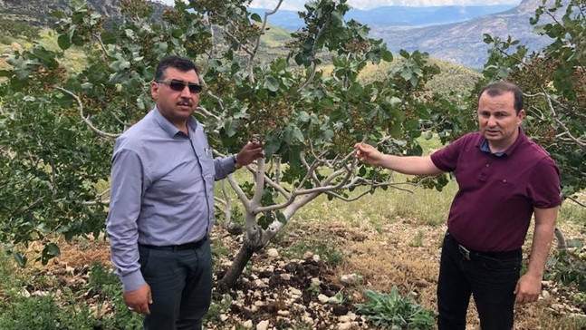 Mut’ta dolu yağışı 15 bin dekar alanda ürünlere zarar verdi
